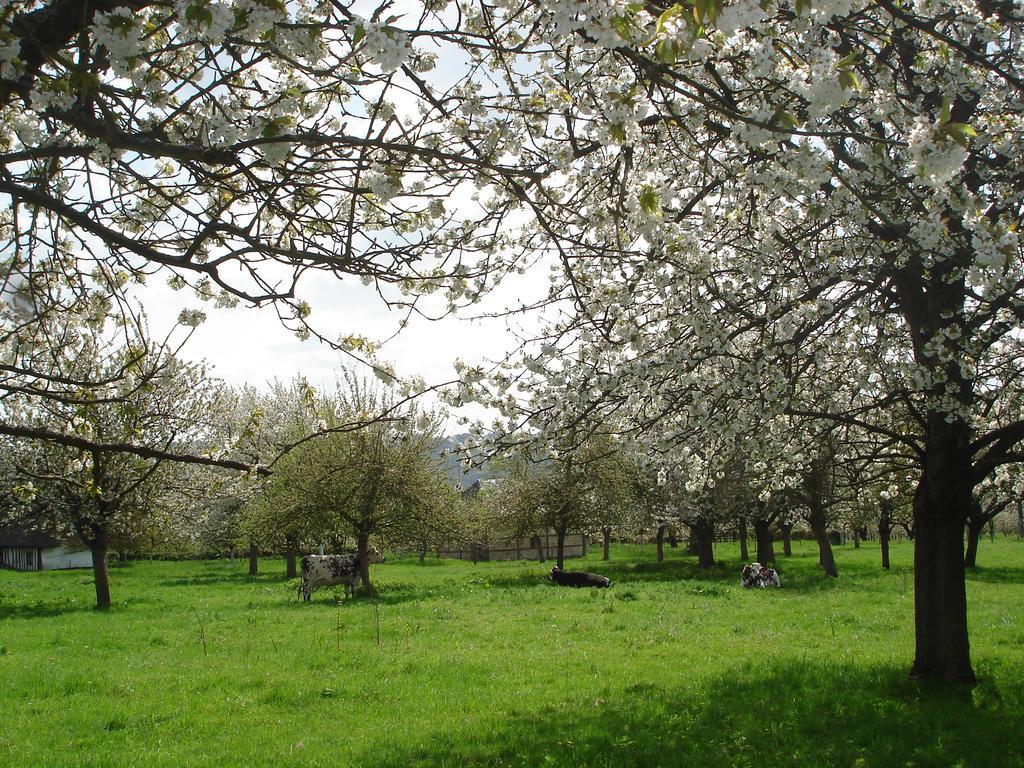 Jumièges Chambres D'Hotes Au Temps Des Cerises المظهر الخارجي الصورة