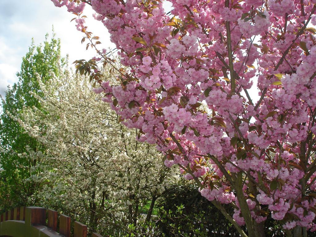 Jumièges Chambres D'Hotes Au Temps Des Cerises المظهر الخارجي الصورة